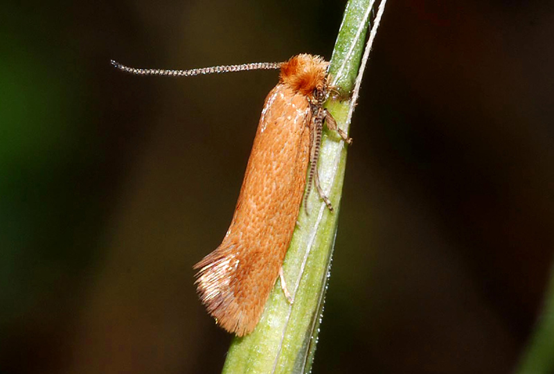 Tineidae? - Anomalotinea cf. gardesanella